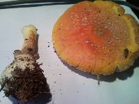 Amanita persicina image