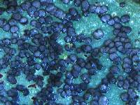 Porpidia albocaerulescens var. albocaerulescens image