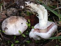 Agaricus californicus image