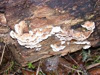 Bjerkandera adusta image