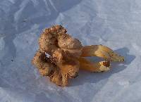 Cantharellus ignicolor image