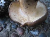 Lyophyllum decastes image