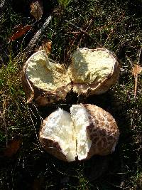 Calvatia pachyderma image