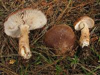 Tricholoma imbricatum image