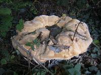 Perenniporia fraxinea image