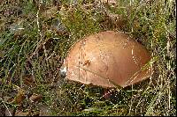 Boletus luridus image