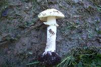 Amanita aestivalis image