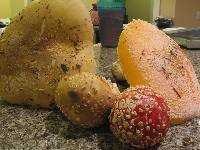 Amanita aprica image