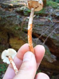 Lepiota flammeotincta image