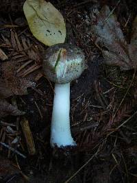 Agaricus moelleri image