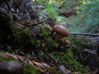 Suillus caerulescens image