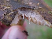 Lactarius sordidus image