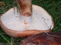 Tricholoma fracticum image