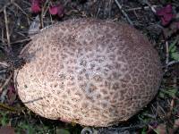 Calvatia cyathiformis image