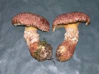 Suillus lakei image