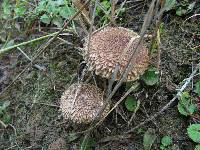 Suillus lakei image