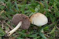 Agaricus semotus image