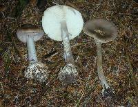 Amanita porphyria image