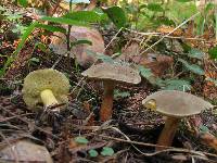 Boletus chrysenteron image