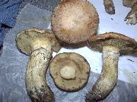 Suillus caerulescens image