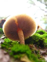 Hypholoma capnoides image