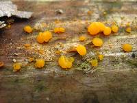 Dacrymyces stillatus image