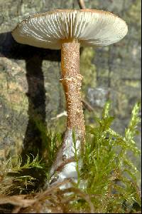 Cystoderma amianthinum image