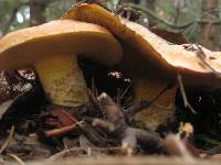 Suillus caerulescens image