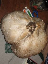 Calvatia pachyderma image