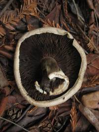 Agaricus hondensis image