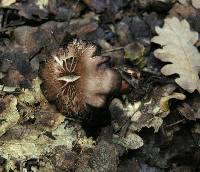 Cortinarius bulliardii image