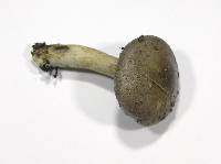 Cortinarius infractus image