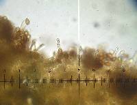 Hebeloma sinapizans image