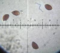 Hebeloma sinapizans image