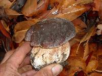 Boletus regineus image