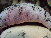 Boletus eastwoodiae image