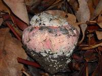 Boletus eastwoodiae image