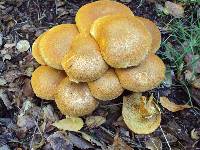 Gymnopilus ventricosus image