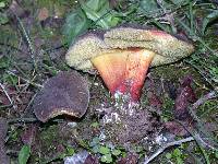 Boletus zelleri image