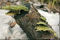 Trametes hirsuta image