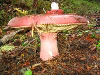 Russula xerampelina image