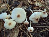 Lepiota cristata image