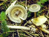 Amanita battarrae image