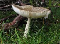 Amanita submembranacea image