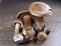 Cortinarius aprinus image