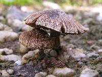 Inocybe lacera image