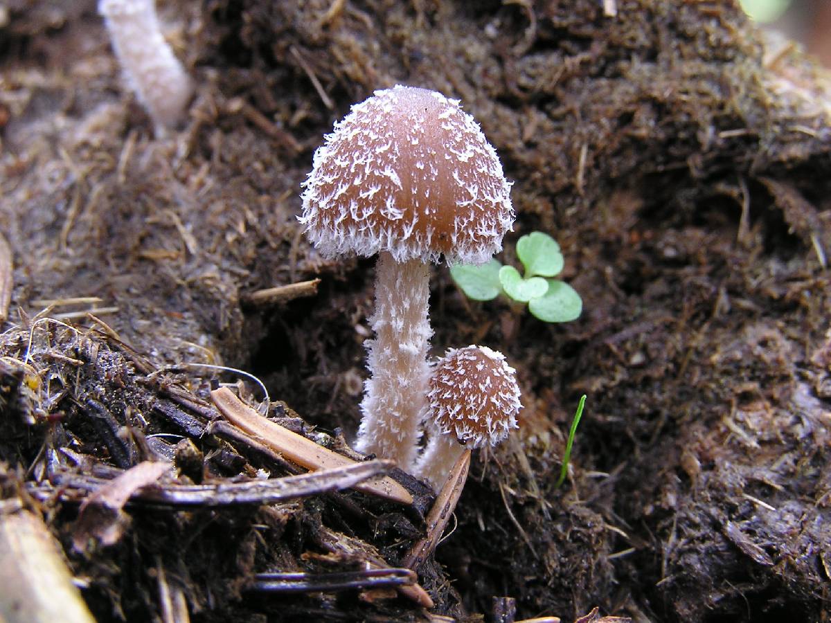 Psathyrella hirta image