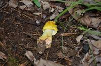 Amanita flavorubescens image