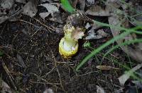 Amanita flavorubescens image