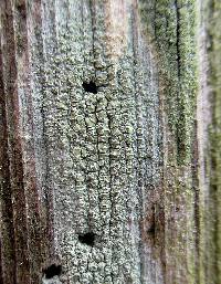 Lecanora strobilina image